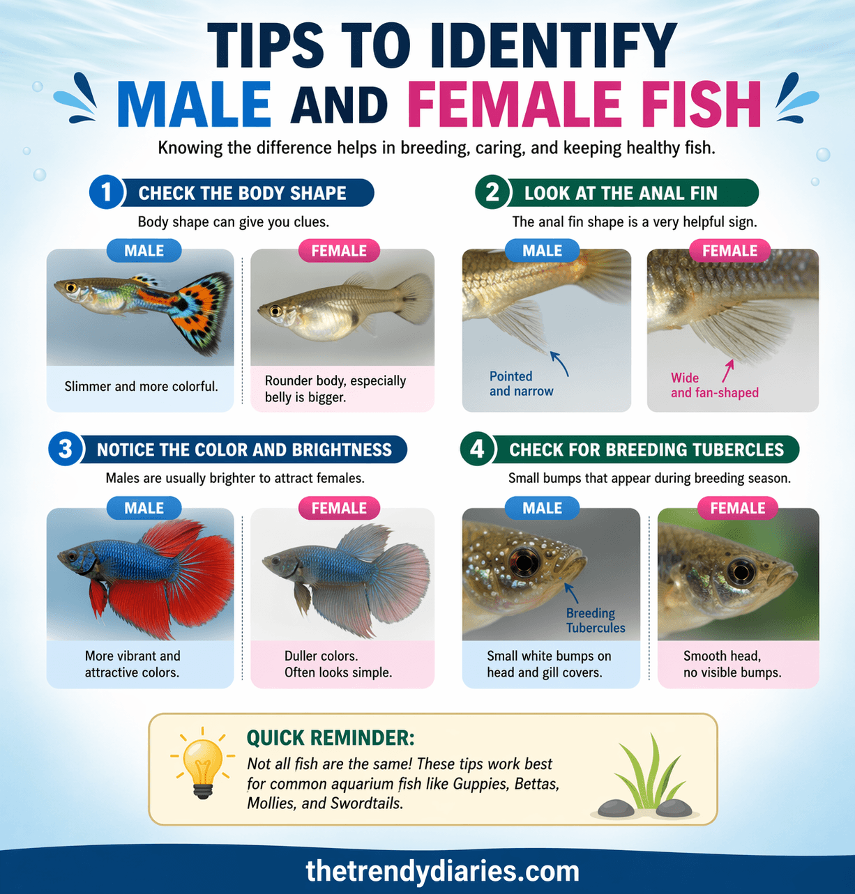 Tips to Identify Male and Female Fish