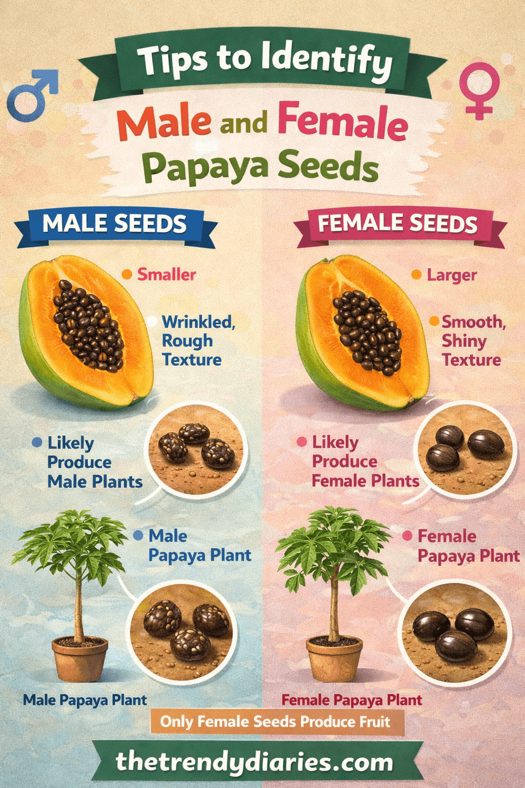 Tips to Identify Male and Female Papaya Seeds