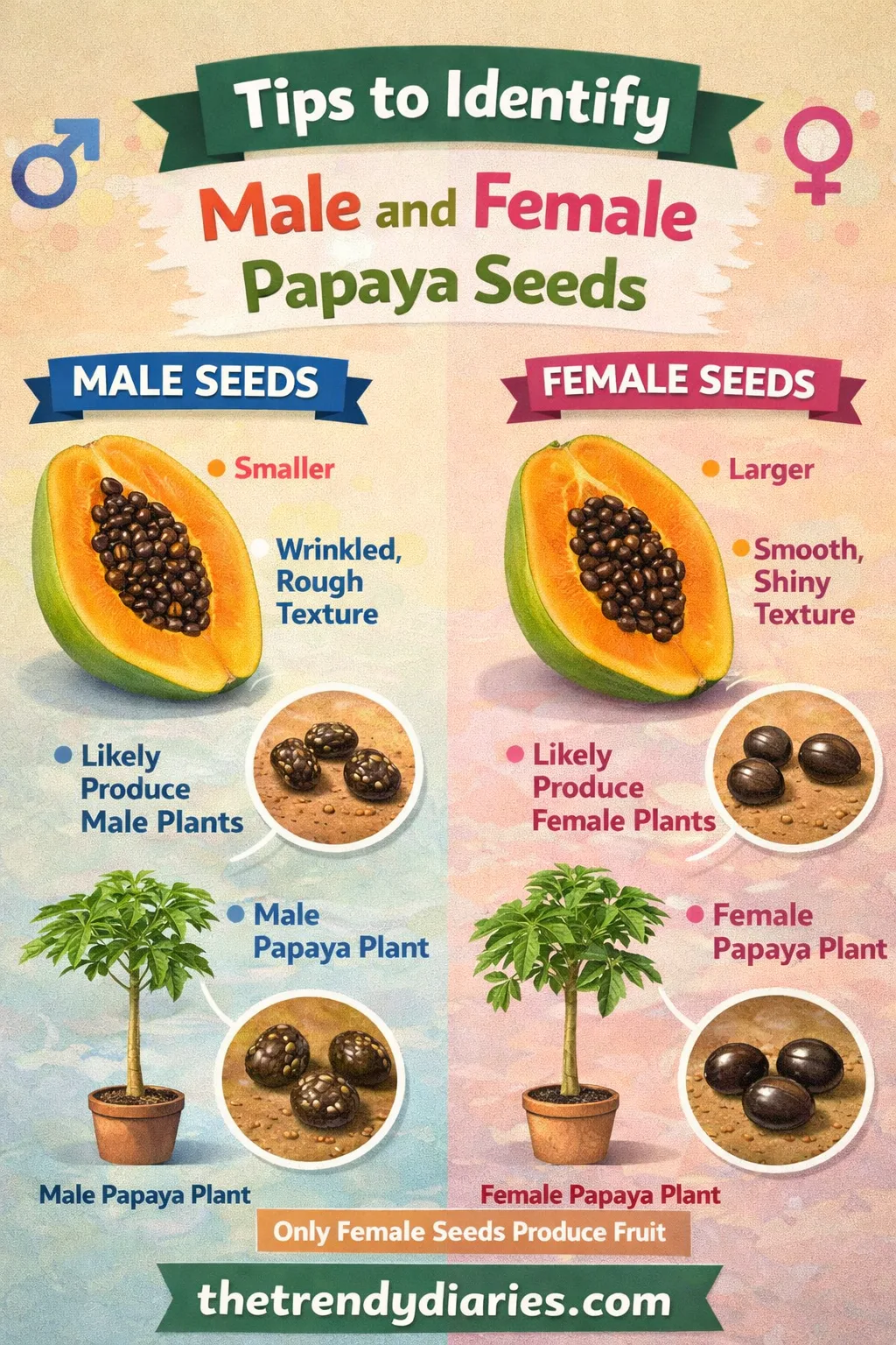 Tips to Identify Male and Female Papaya Seeds